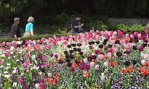 Garten in rosa